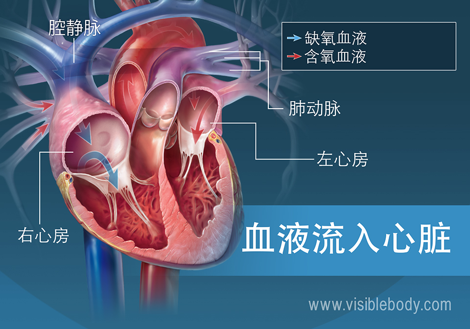 心房将血泵入心脏